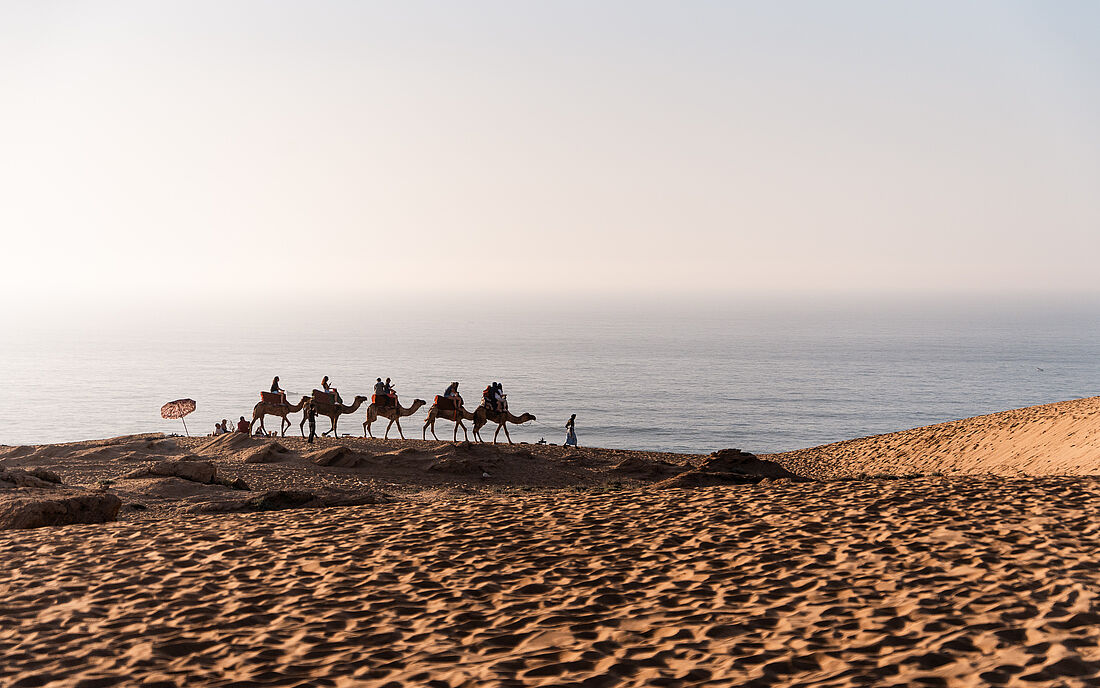 A caravan of camels by the ocean.