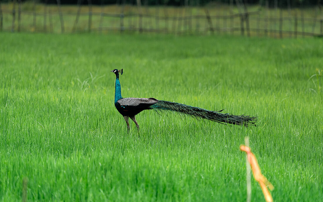 Ein Pfau in freier Wildbahn in Sri Lanka