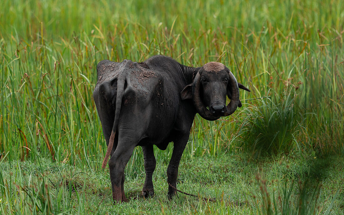 Gnu im gr&uuml;nen