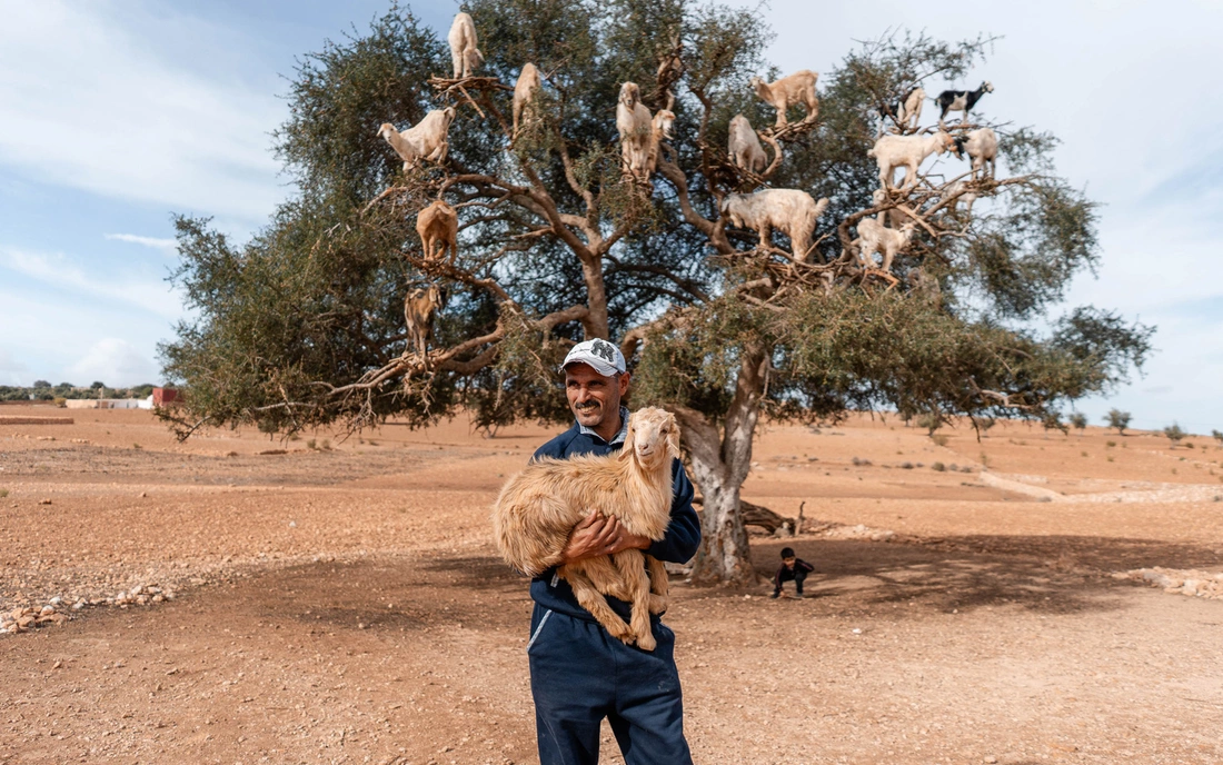 Boutique Surfcamp Morocco – Goats in the Tree