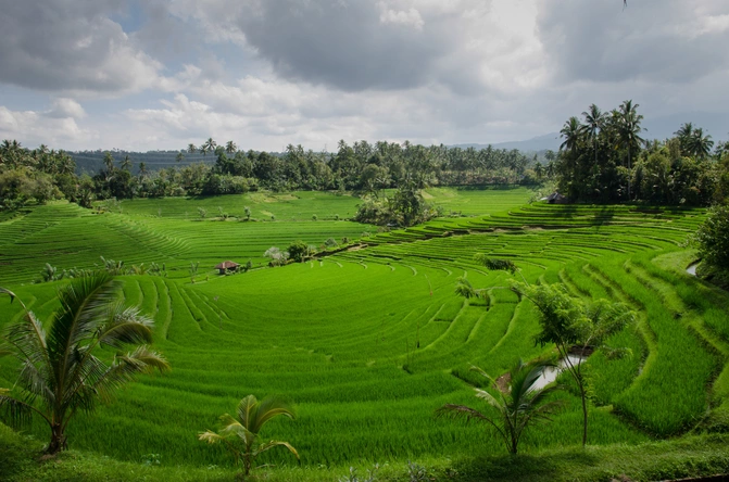 Surf House Bali Canggu rice terrace daytrip surf holidays