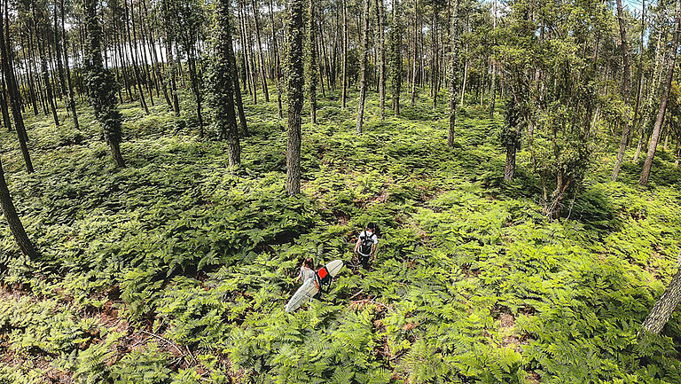 nachhaltigkeit-wald-grün-natur-ökologisch