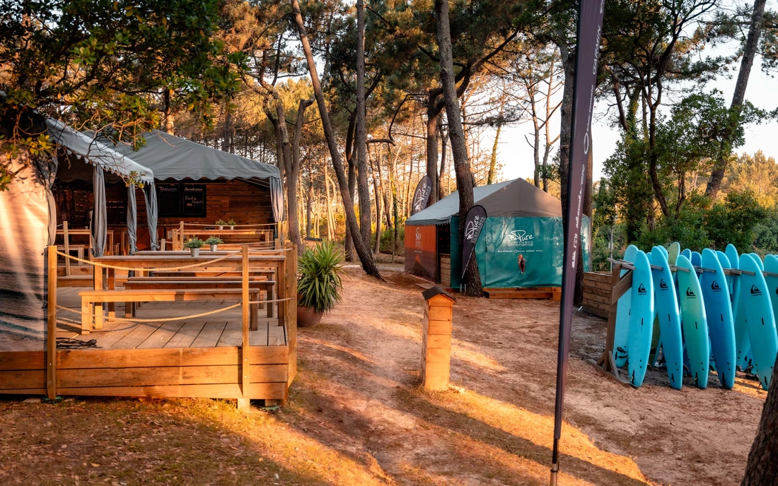 Magisches Licht im französischen Pinienwald