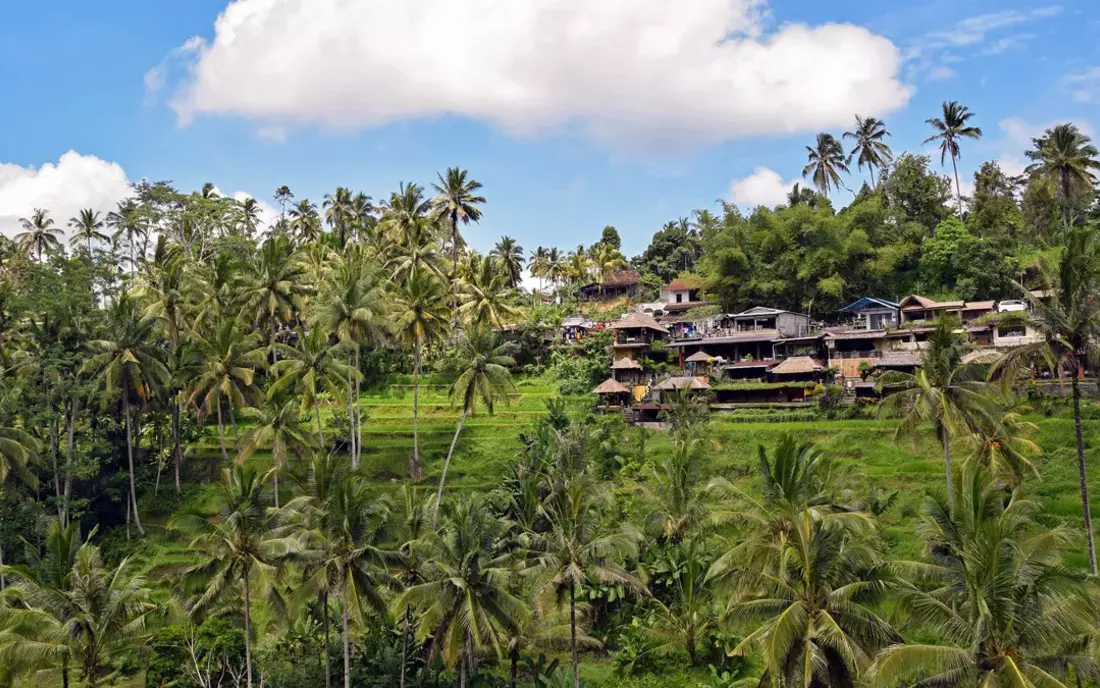 Reisterrassen Ubud Bali
