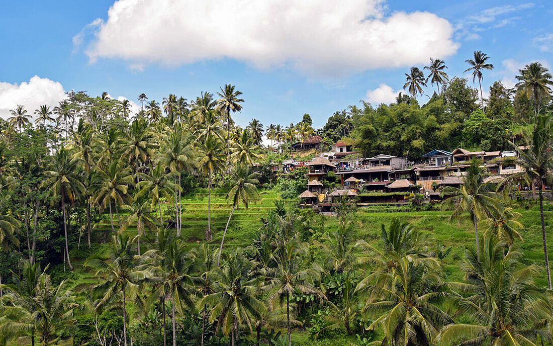 Reisterrassen Ubud Bali