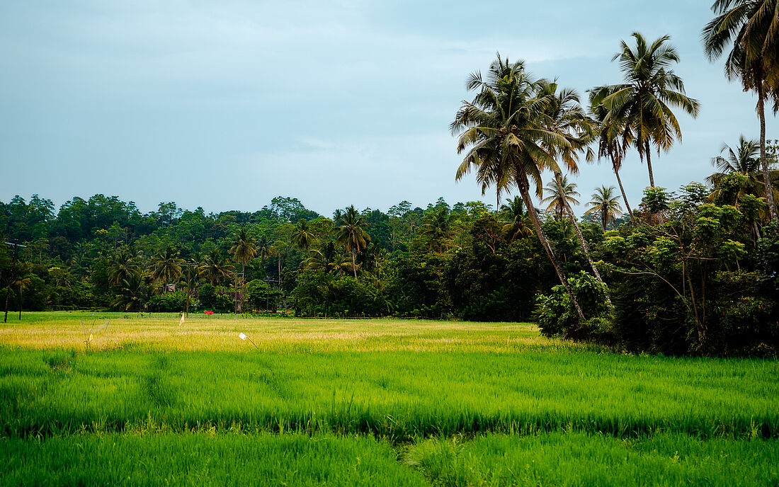 Gr&uuml;ne Reisfelder in Sri Lanka
