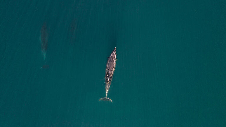 nachhaltigkeit delfin meer