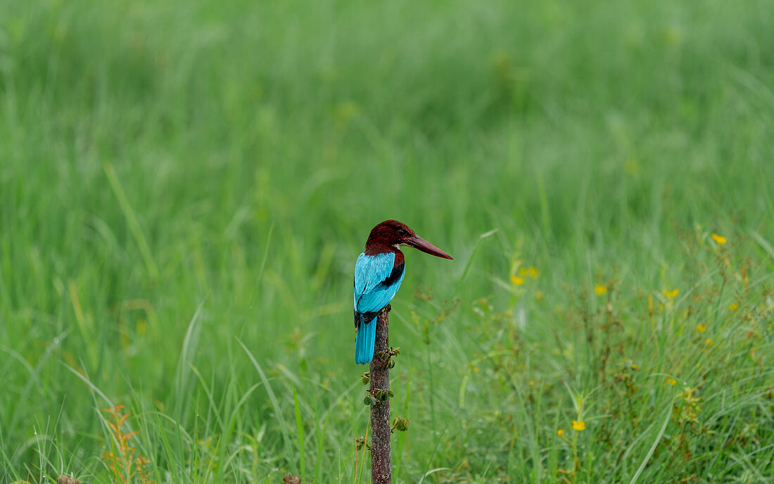 Blauer Vogel