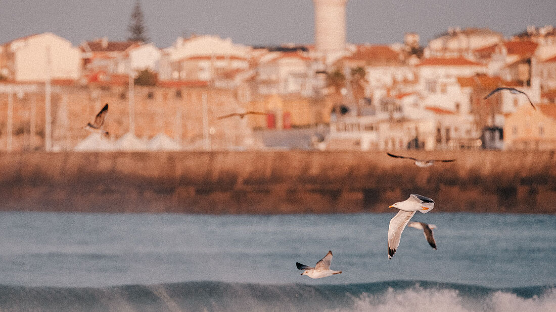 The real locals in Peniche Community at the beach in our Pure Surf Camp Peniche