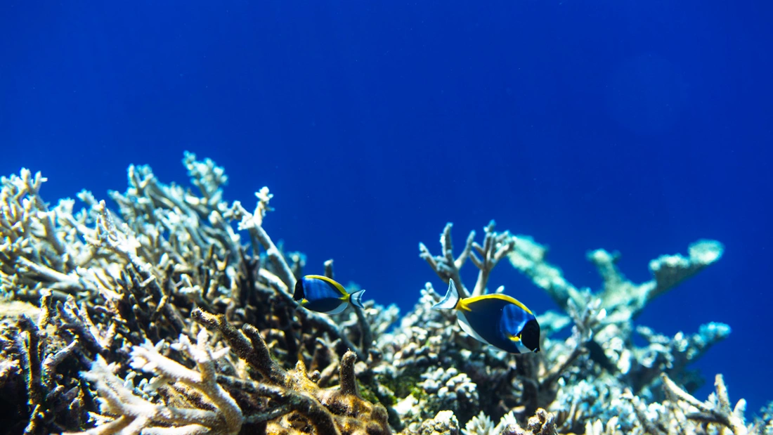 Entdecke eine neue Welt unter Wasser