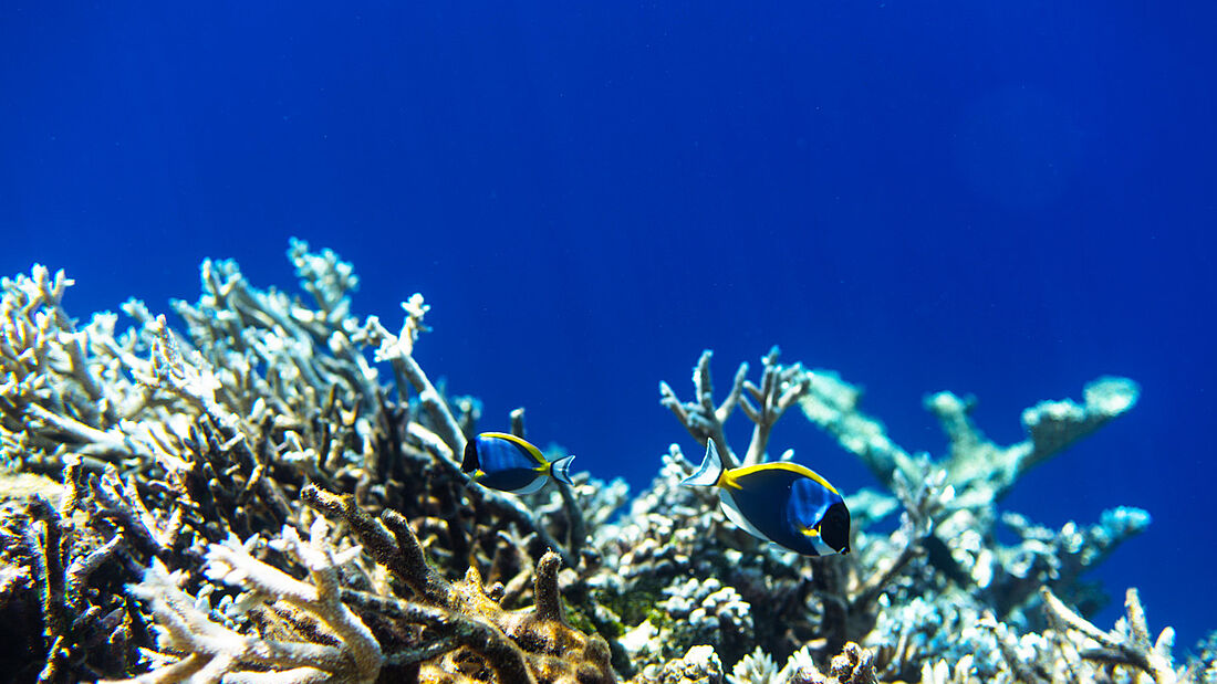 Entdecke eine neue Welt unter Wasser