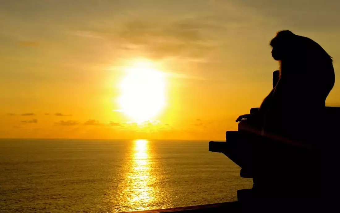 Surf Camp Seminyak Monkey Bali Sunset