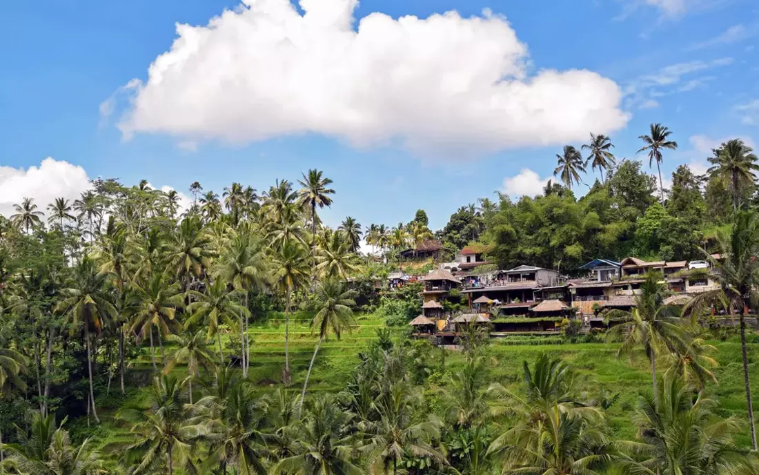 Surf Camp Seminyak rice terraces